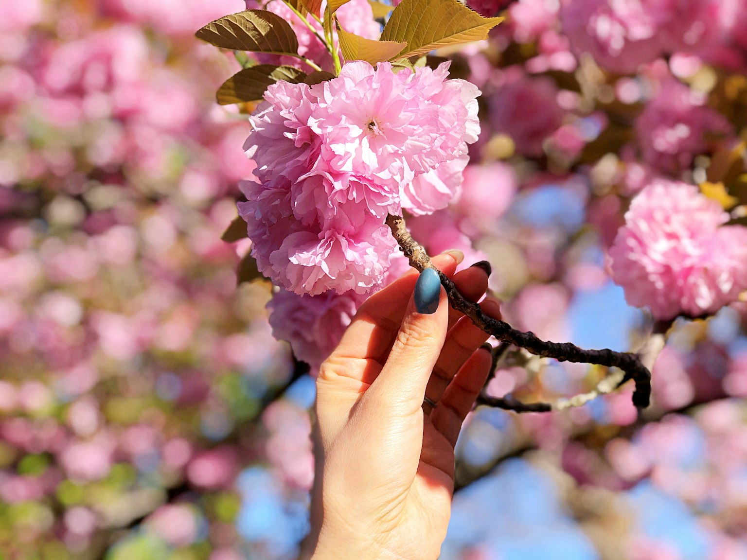 Eine Hand, die einen Ast mit rosa Kirschblüten hält