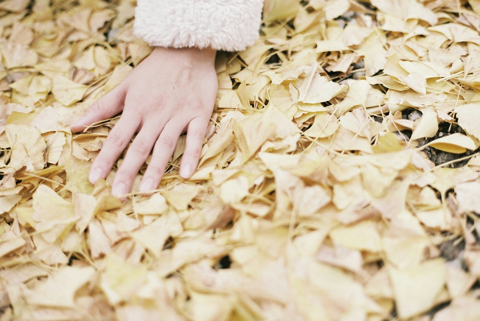 A hand resting on a bed of yellow leaves