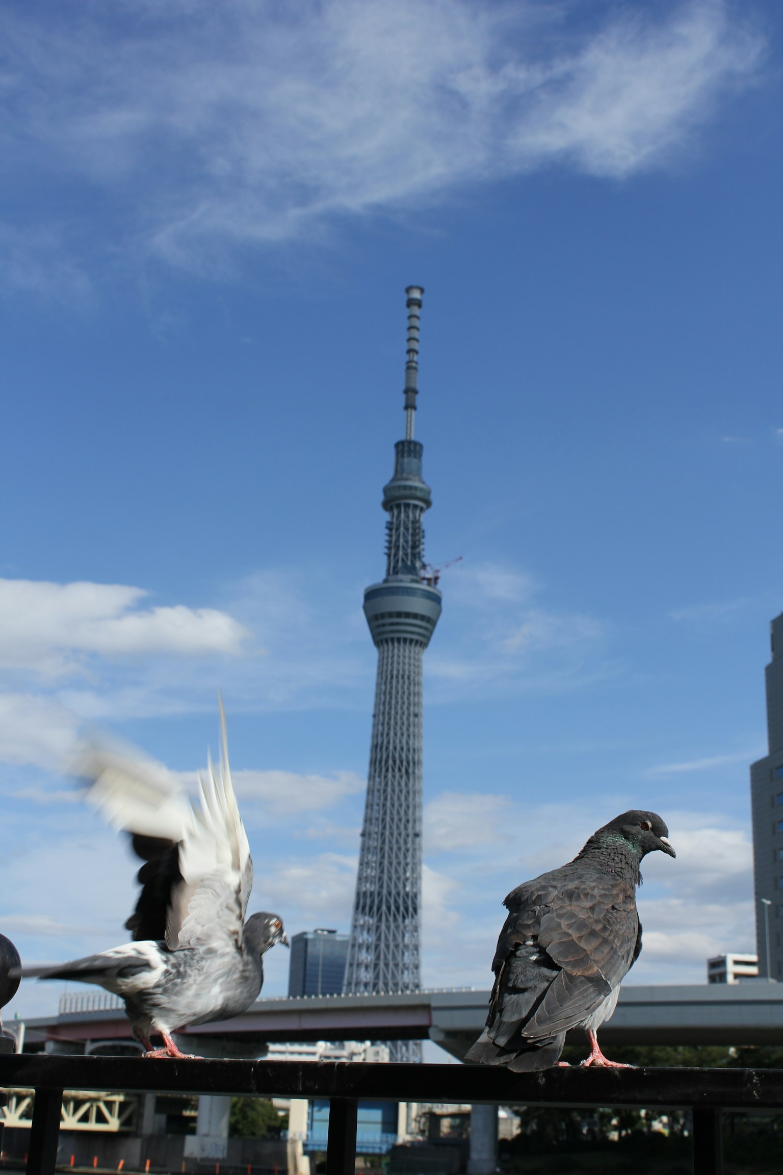 在蓝天背景下的东京晴空塔前的鸽子