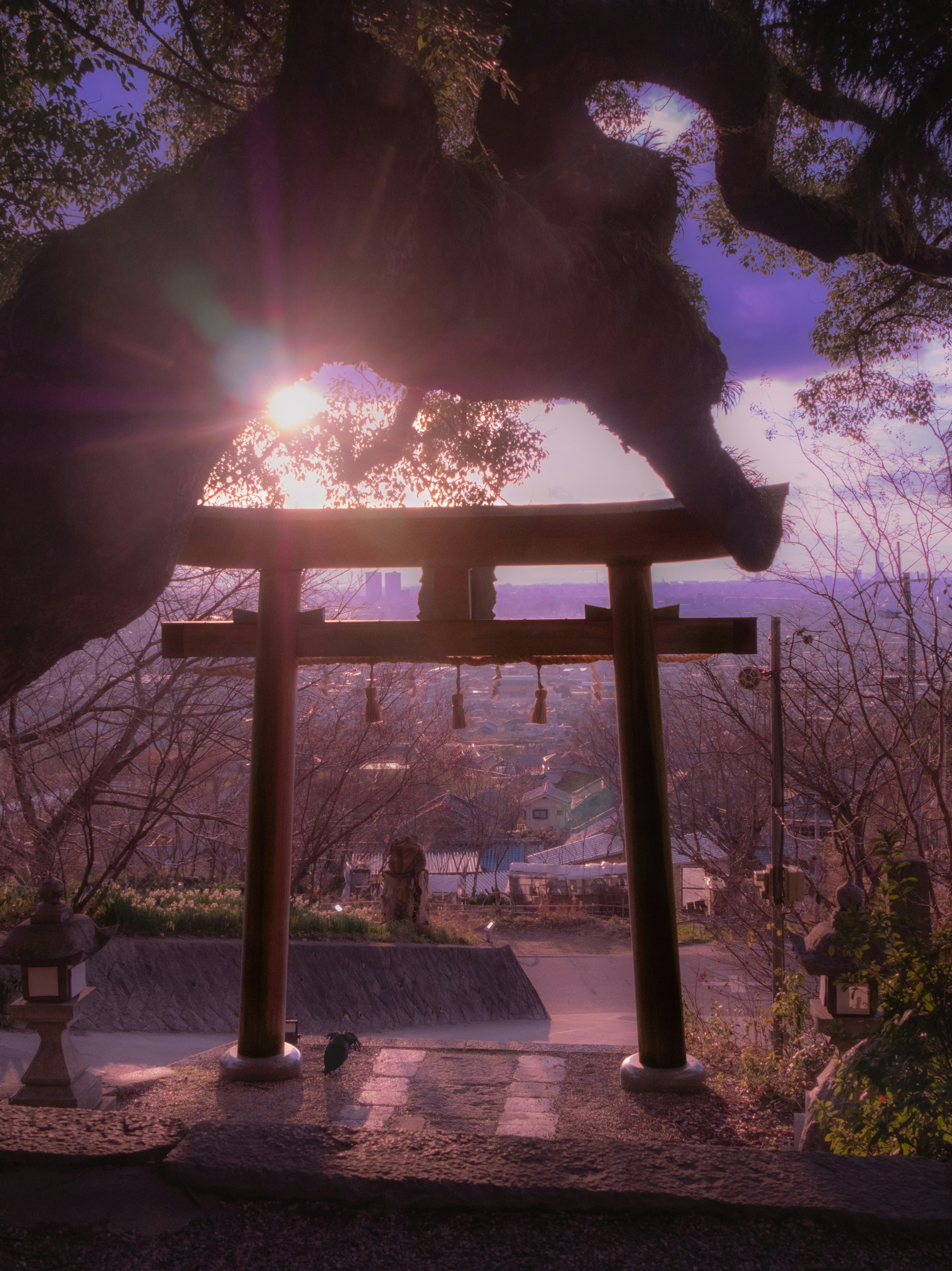 夕暮れの寺院の門と桜の並木
