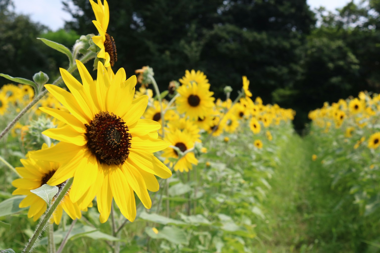 Champ vibrant de tournesols en fleurs
