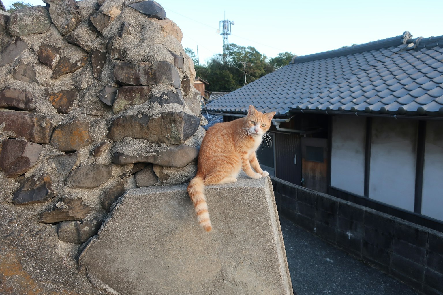 橙色猫坐在石墙上，背景是传统日本房屋