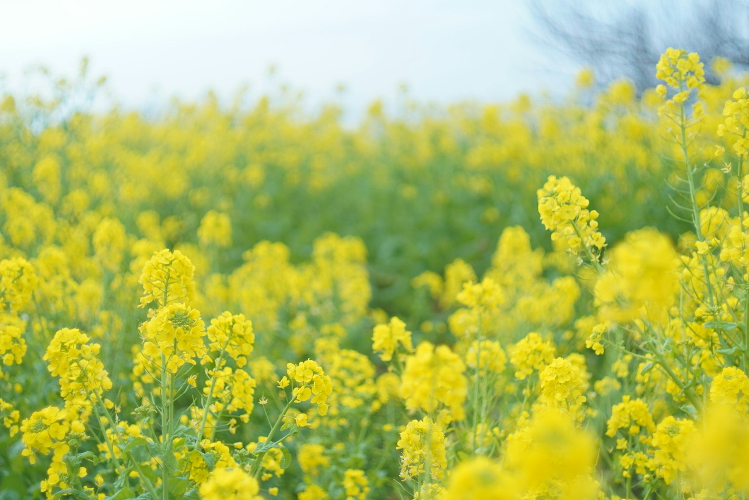 生机勃勃的黄色油菜花田