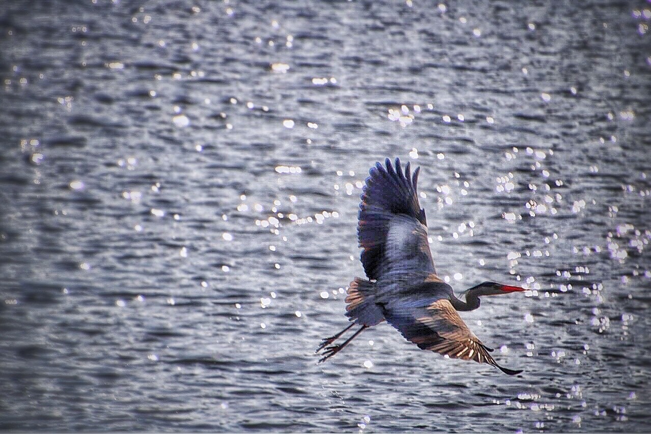 鳥取県の湖山池で飛び立つ鷺の水面上の瞬間