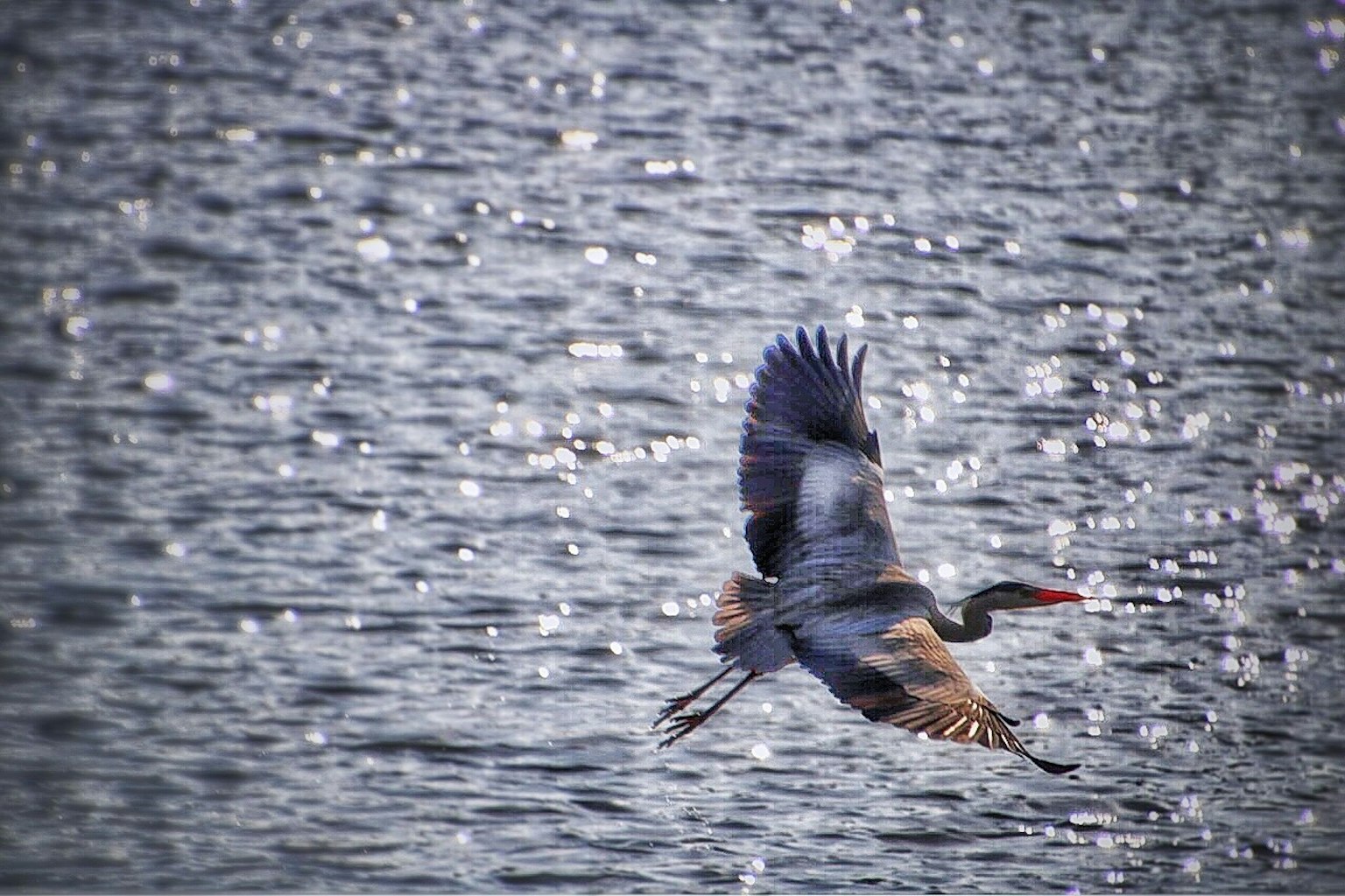 A graceful bird flying over shimmering water
