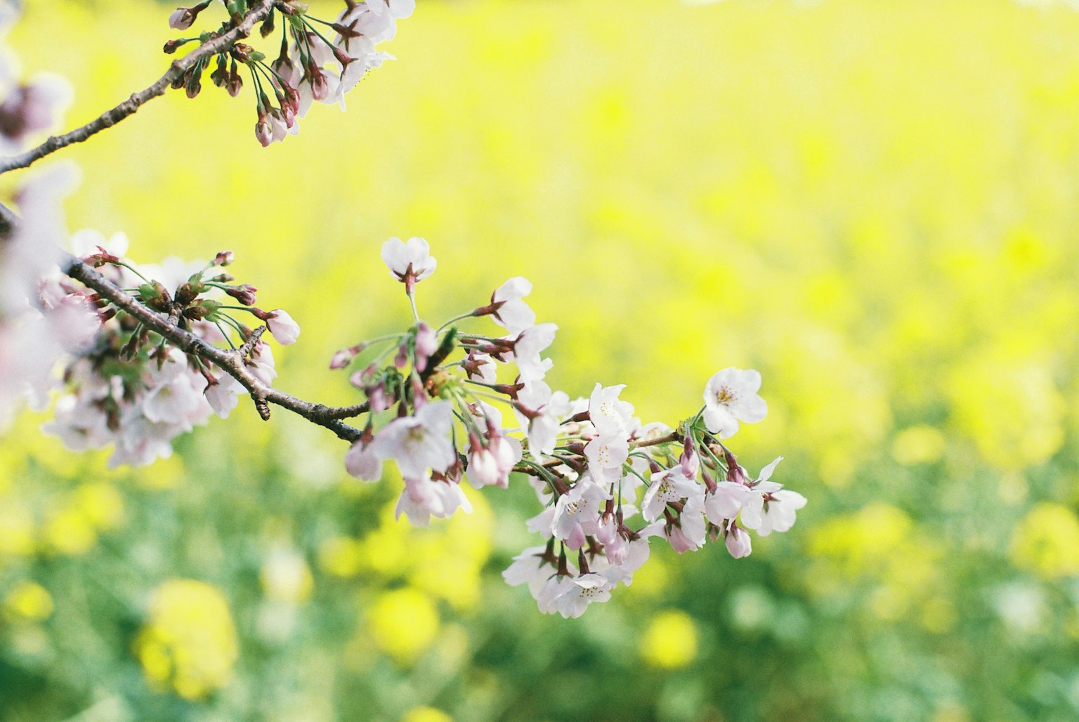 Flores de cerezo en una rama con un fondo amarillo