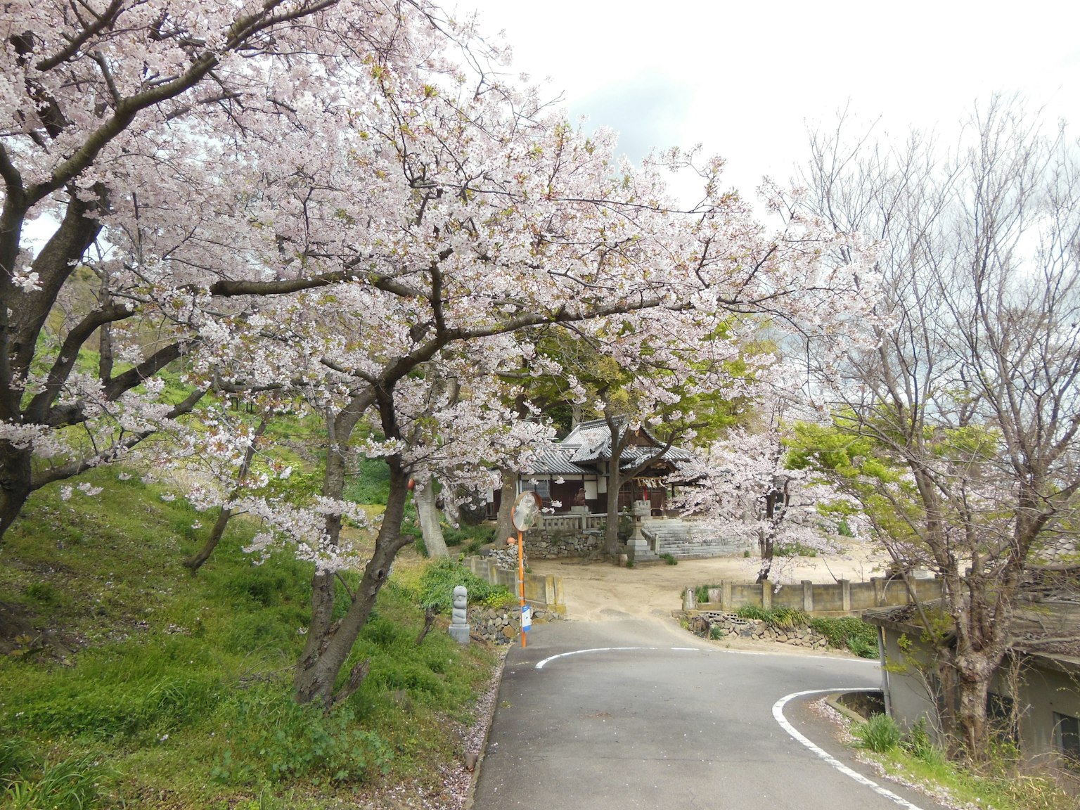 Jalan indah yang dihiasi pohon sakura