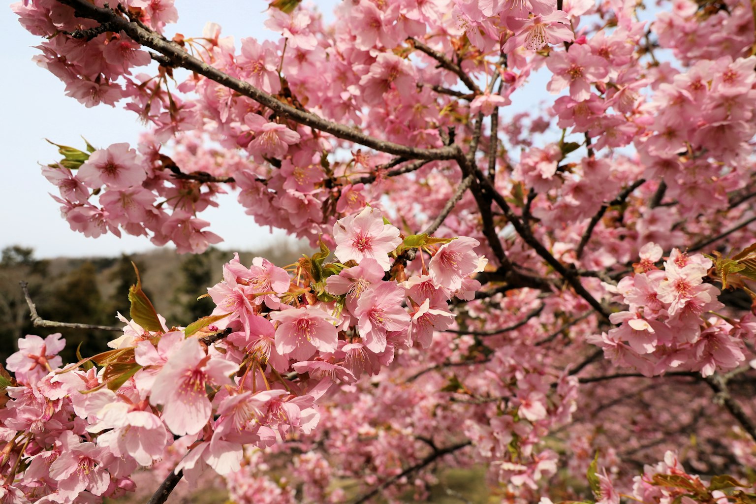 Close-up of cherry blossom branches with pink flowers