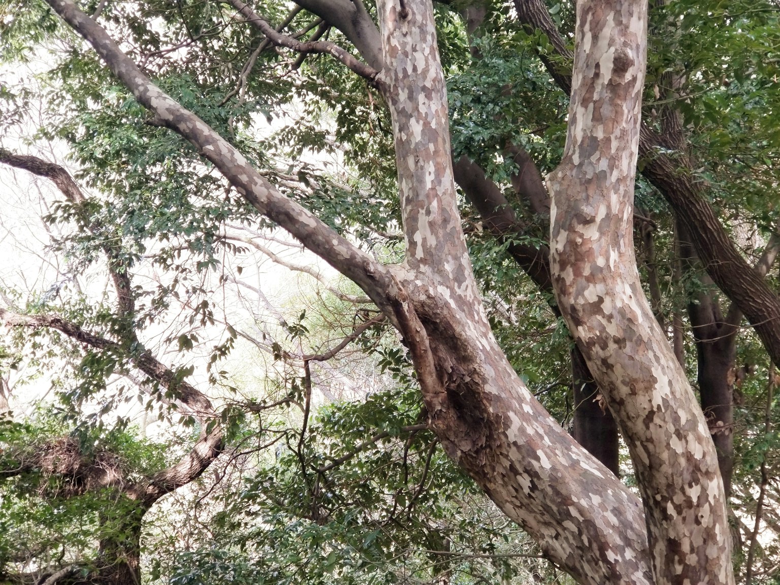 森林場景，樹幹和樹枝