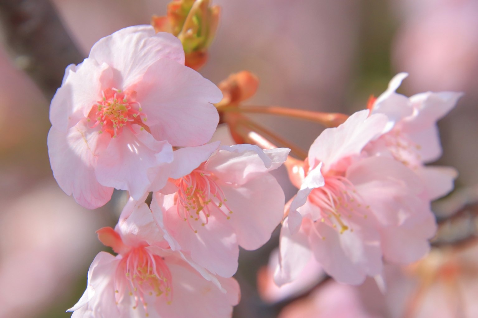 Acercamiento a flores de cerezo en flor