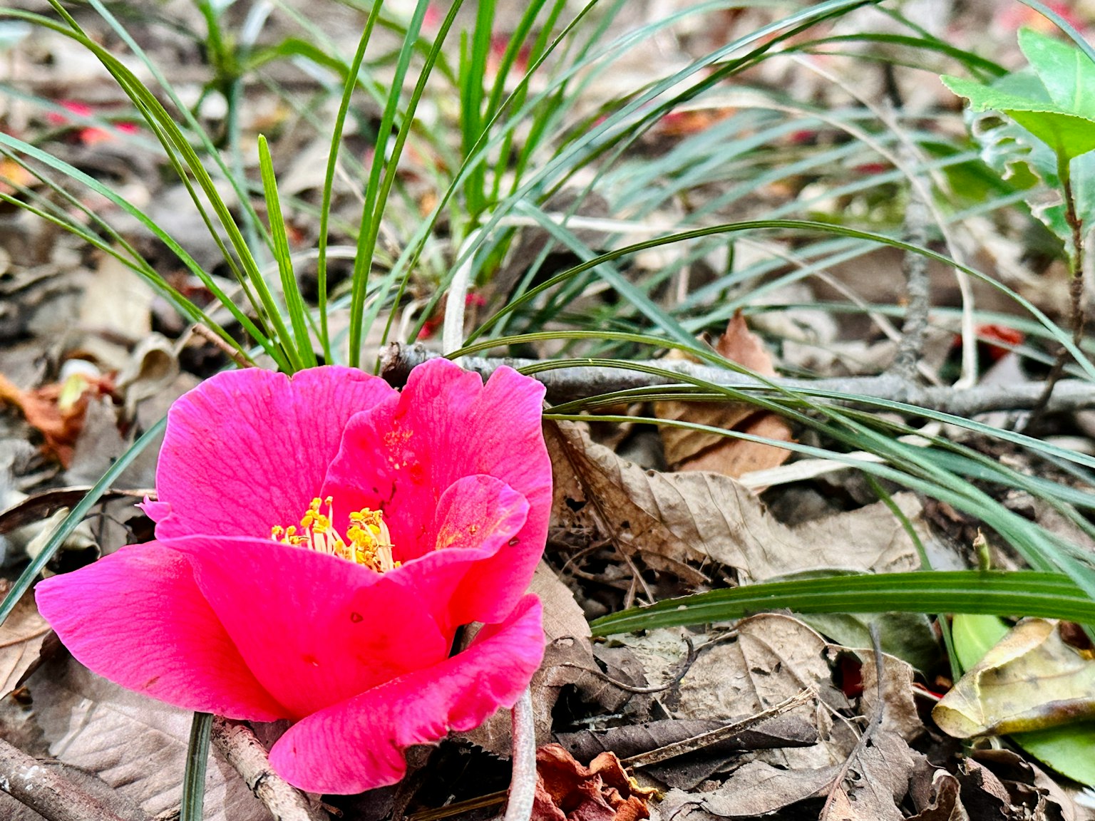 Vibrant pink flower resting on the ground surrounded by green grass and dry leaves