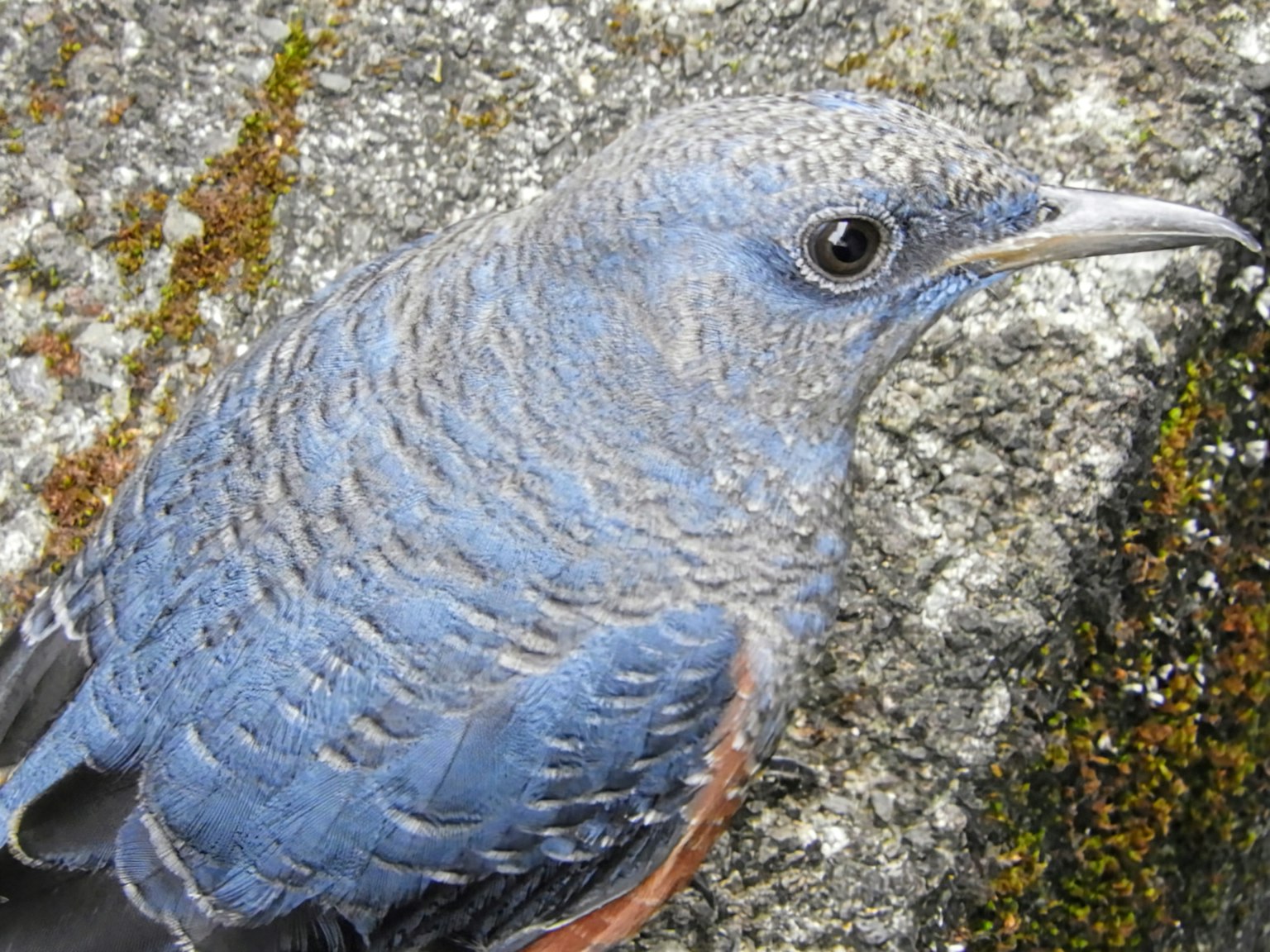 ภาพถ่ายระยะใกล้ของนกที่มีขนสีน้ำเงิน นกอยู่ใกล้กับหิน