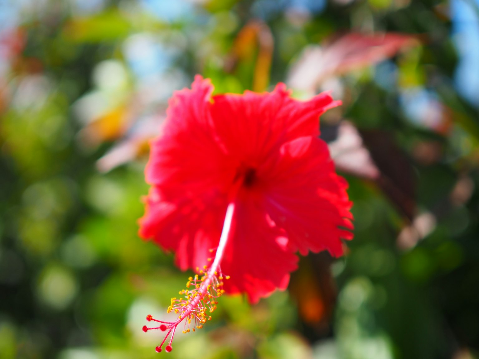 Primo piano di un fiore di ibisco rosso vivace con foglie verdi sullo sfondo