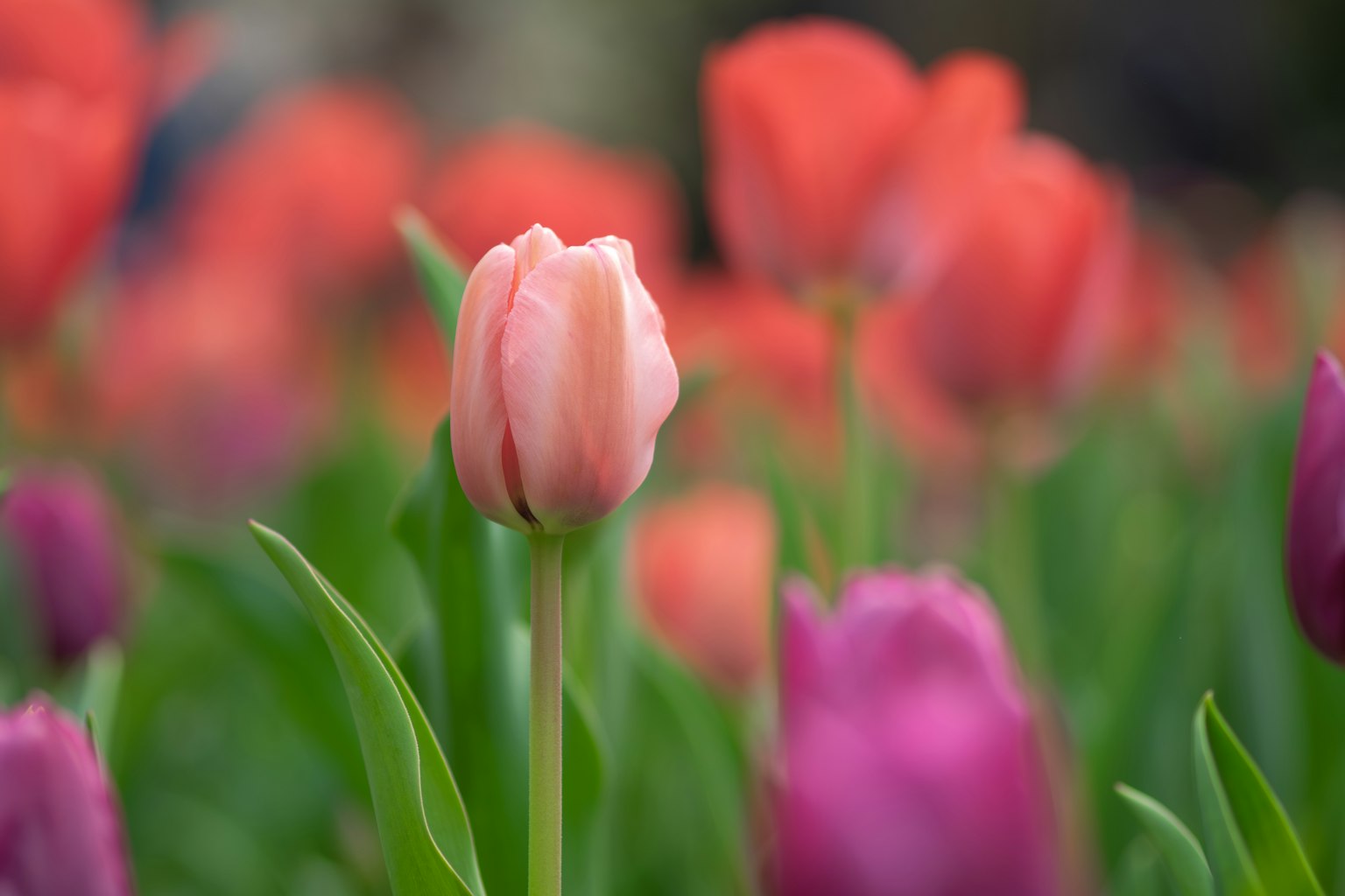 Eine hellrosa Tulpe steht hoch zwischen einem Feld bunter Tulpen