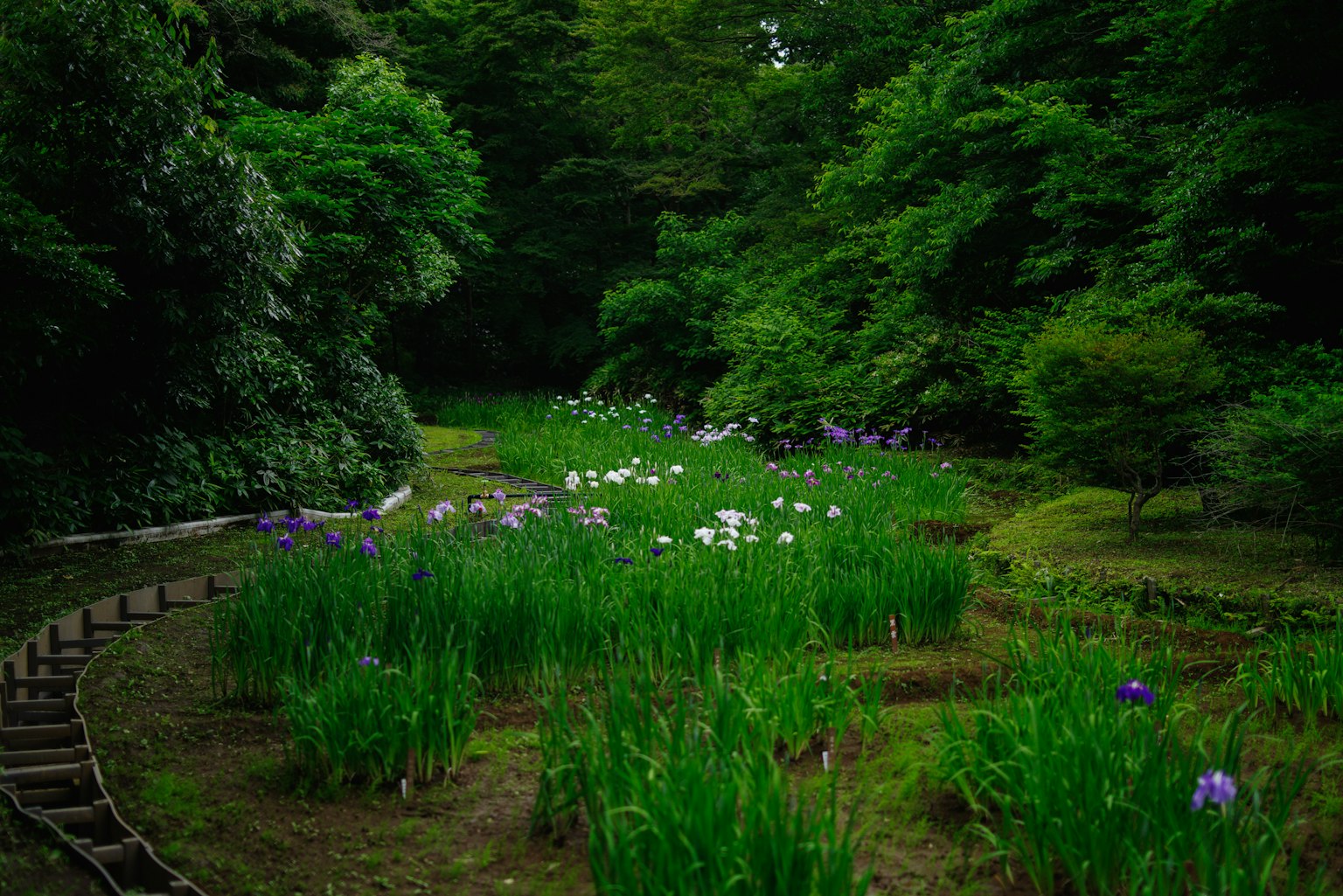 Jardín exuberante con flores en flor y un camino sinuoso