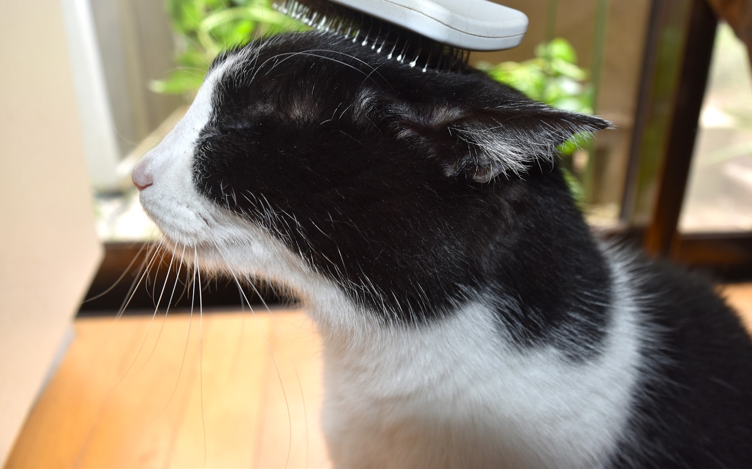 Black and white cat being groomed with a brush