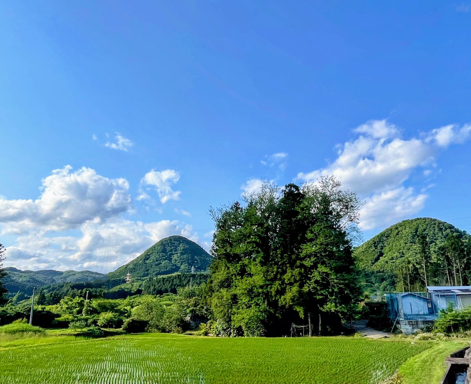 綠色稻田在藍天白雲和遠處山丘下