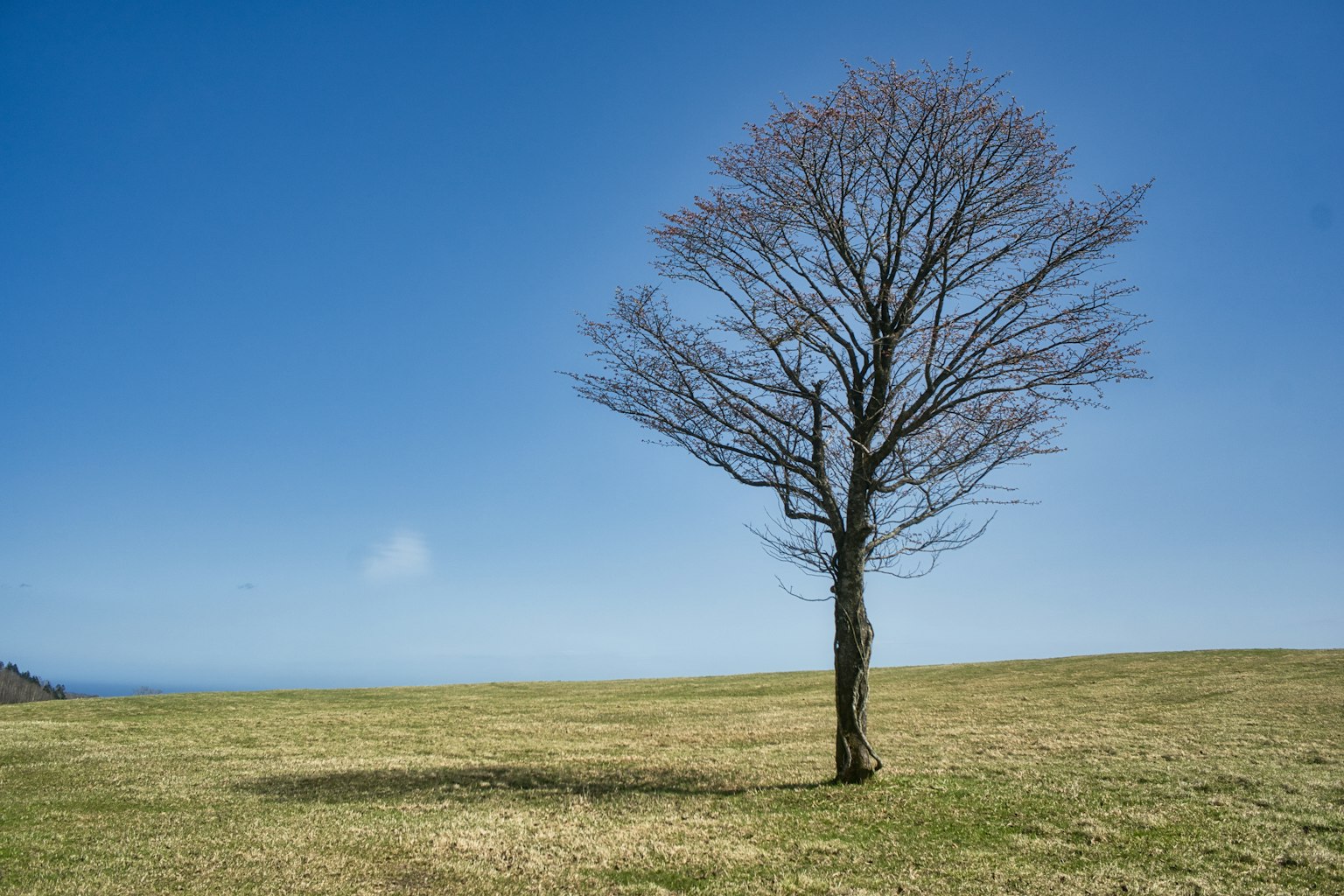 Un arbre nu solitaire sous un ciel bleu avec un vaste champ de gazon