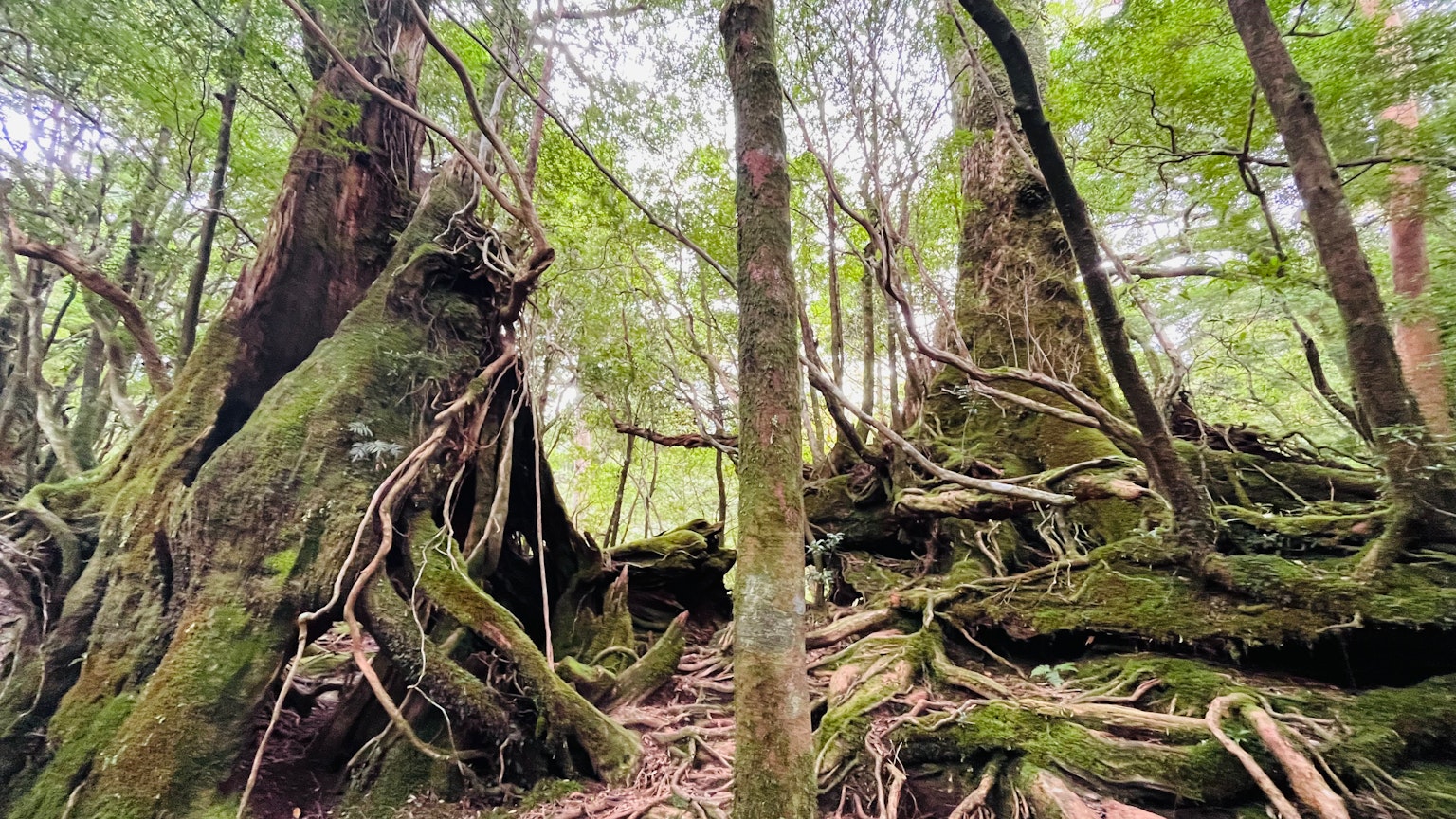 茂密綠林中的古樹和覆蓋苔蘚的根部