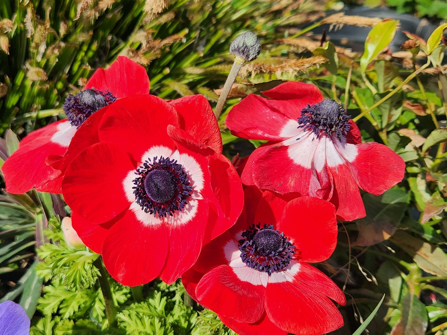 Hoa anemone đỏ rực rỡ đang nở