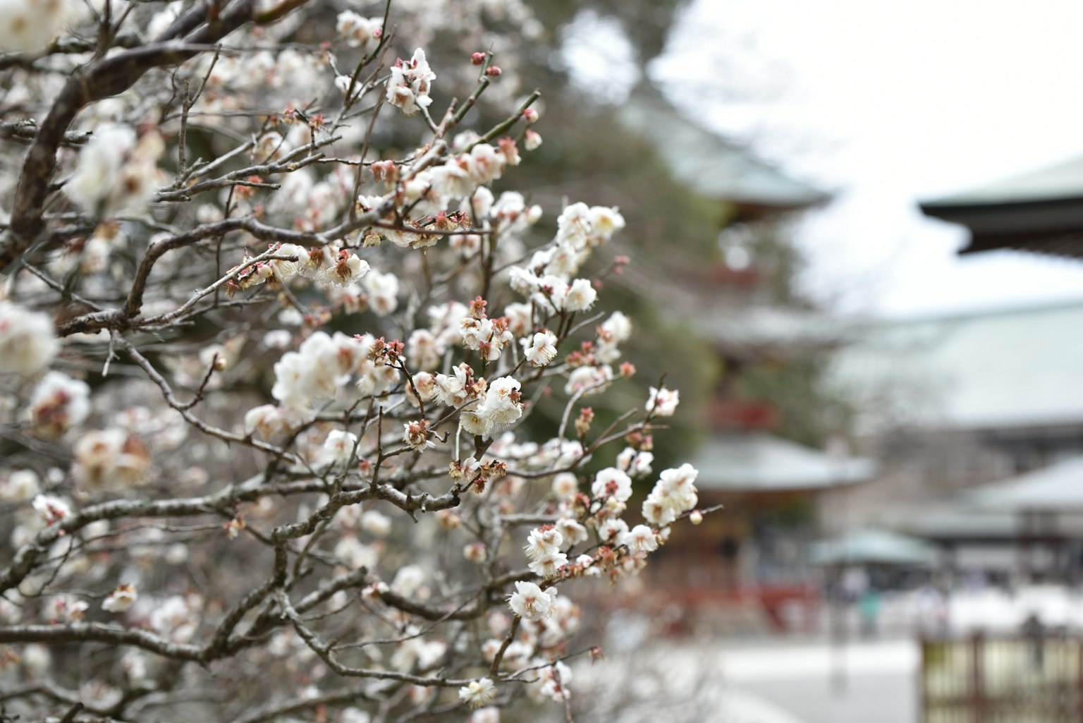 Un árbol con flores blancas en primer plano y un edificio de templo al fondo