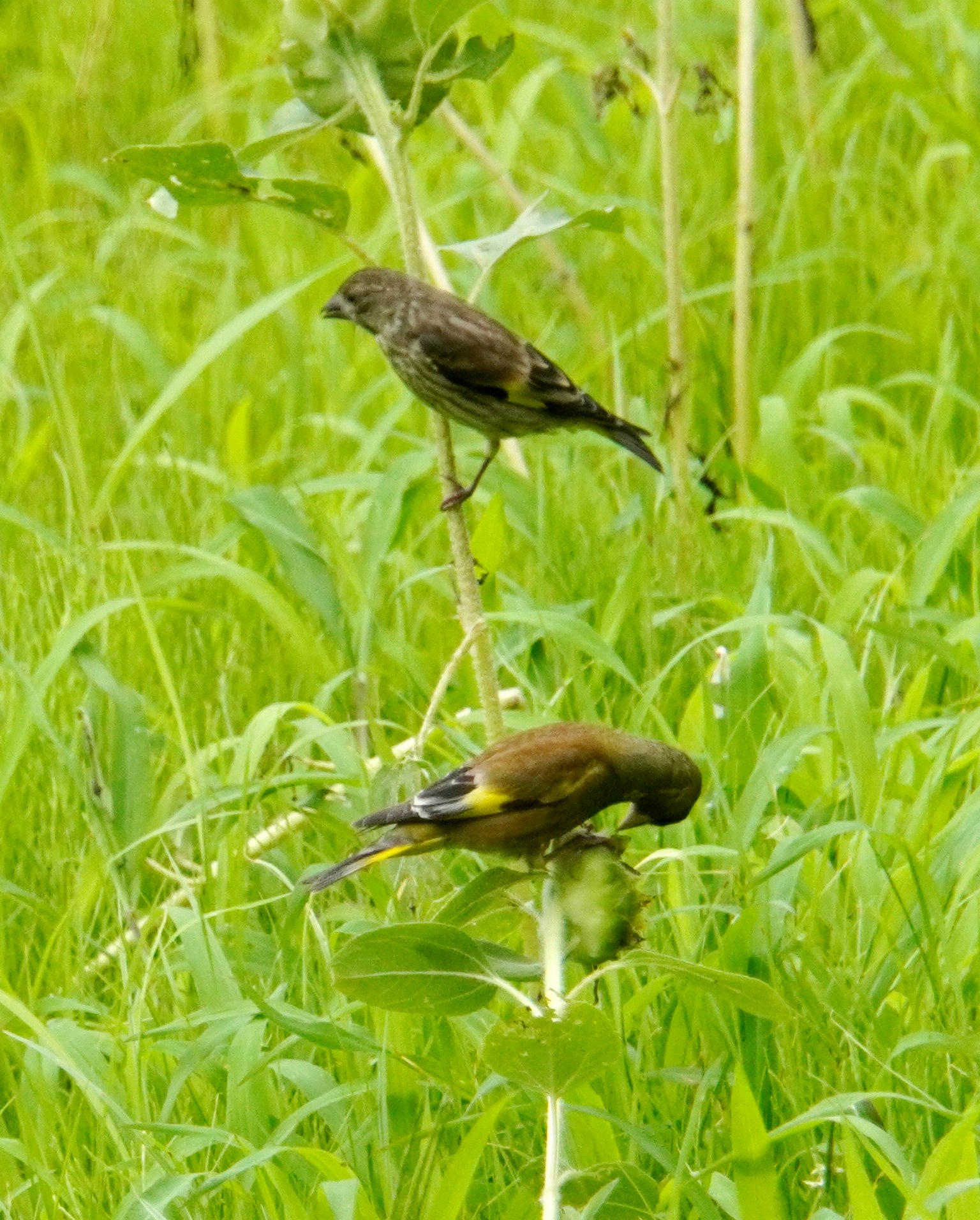Deux petits oiseaux perchés sur une plante verte dans un champ herbeux