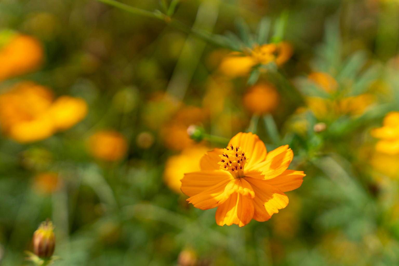 Bunga oranye cerah dikelilingi daun hijau