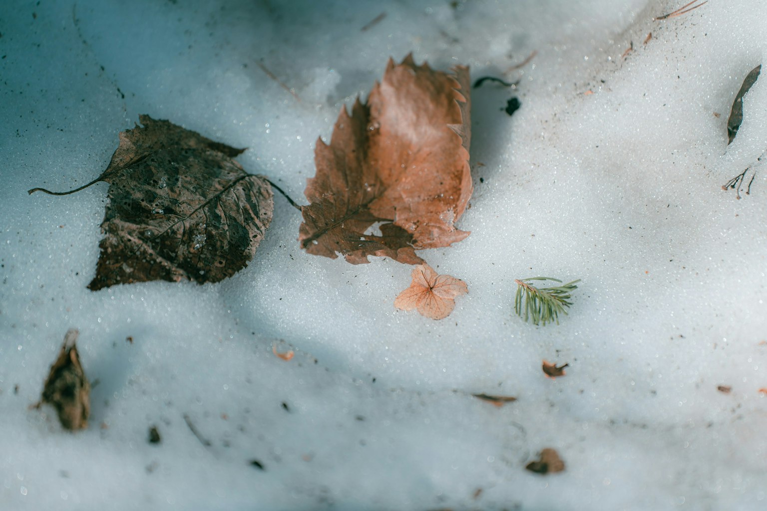 Feuilles sèches et une petite feuille verte sur la neige
