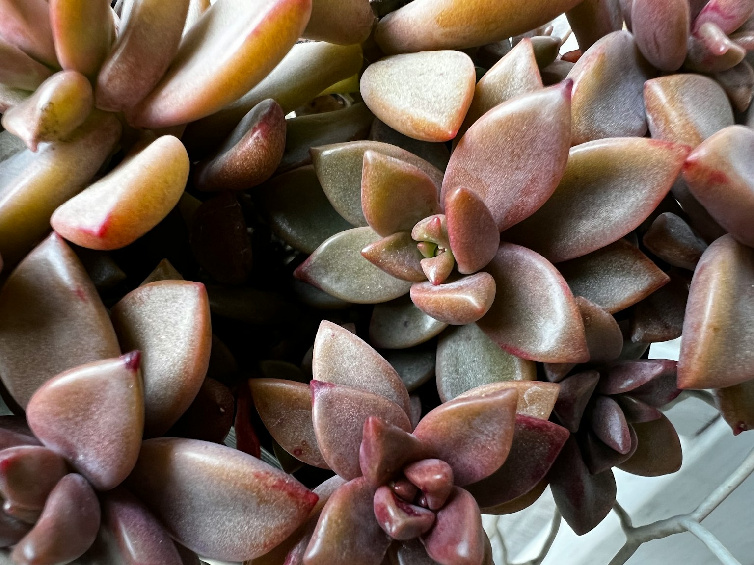 Acercamiento de plantas suculentas mostrando hojas de varios tonos agrupadas