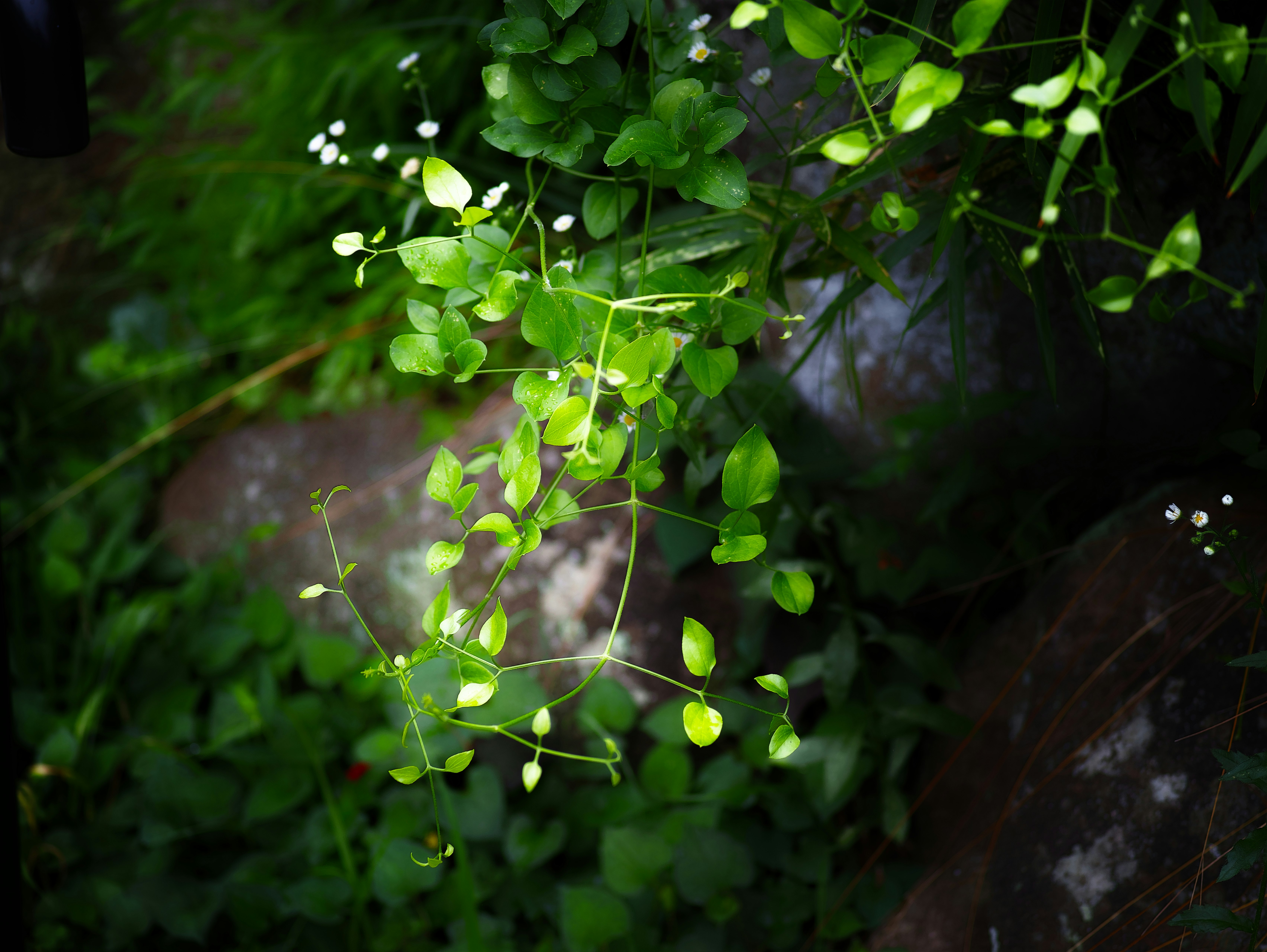 緑の葉と小さな花が茂る植物のクローズアップ