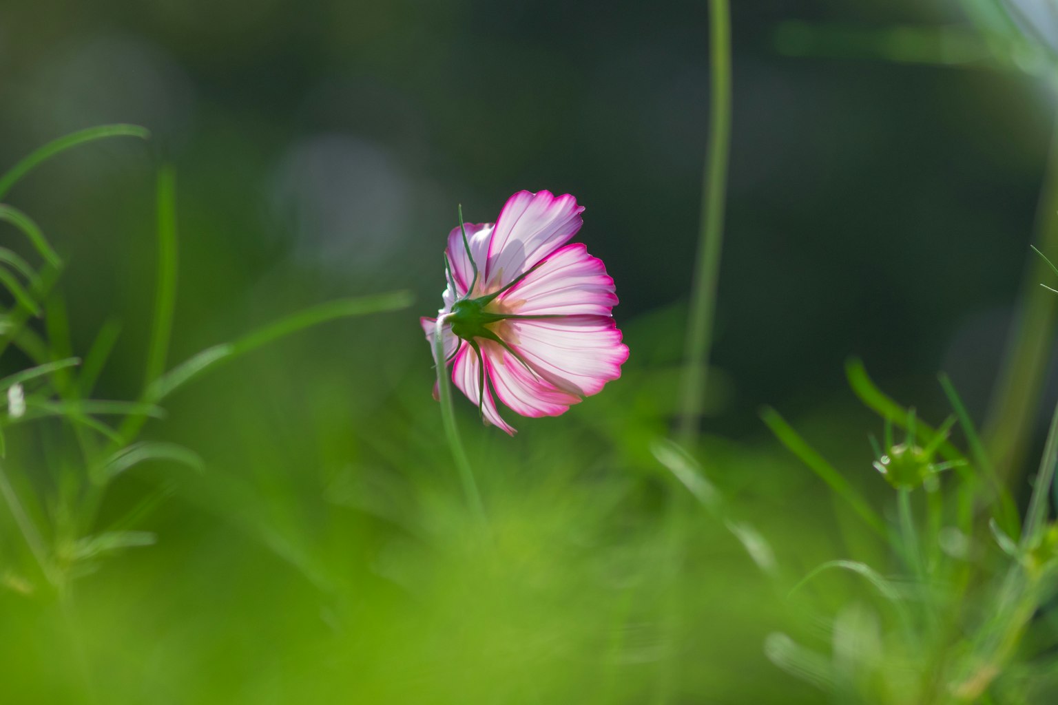 Un fiore di cosmos rosa e bianco su sfondo verde