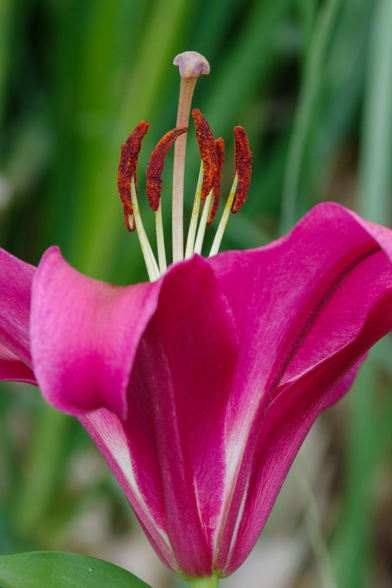 Nahaufnahme einer schönen rosa Lilie mit hellem grünem Hintergrund