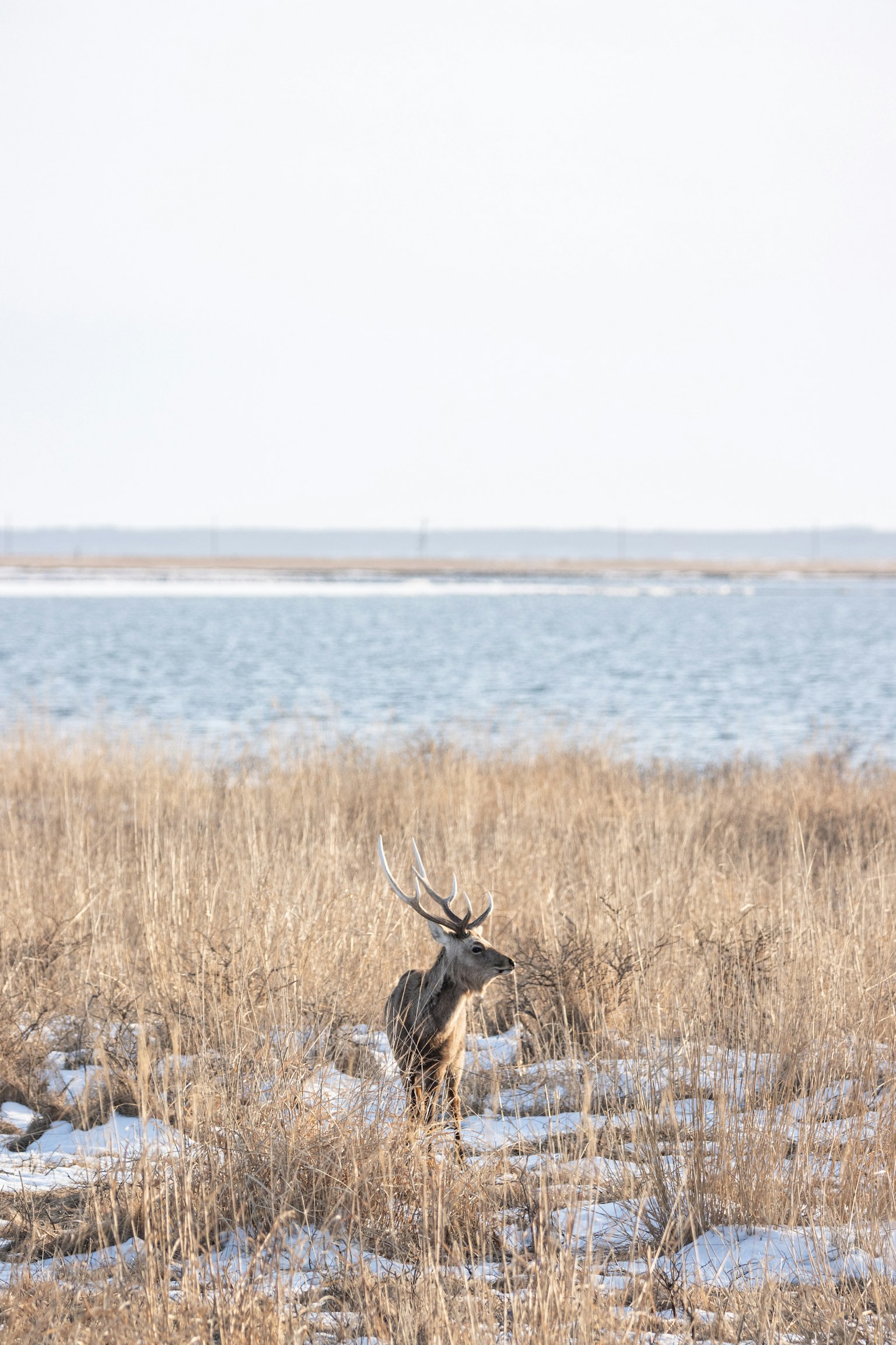 Silhouette d'un cerf se tenant dans une prairie d'hiver avec un lac bleu