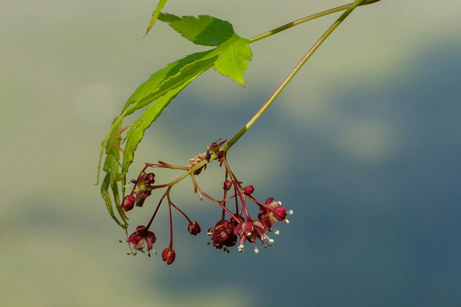 Una rama de planta con flores rojas y hojas verdes colgando cerca de la superficie del agua