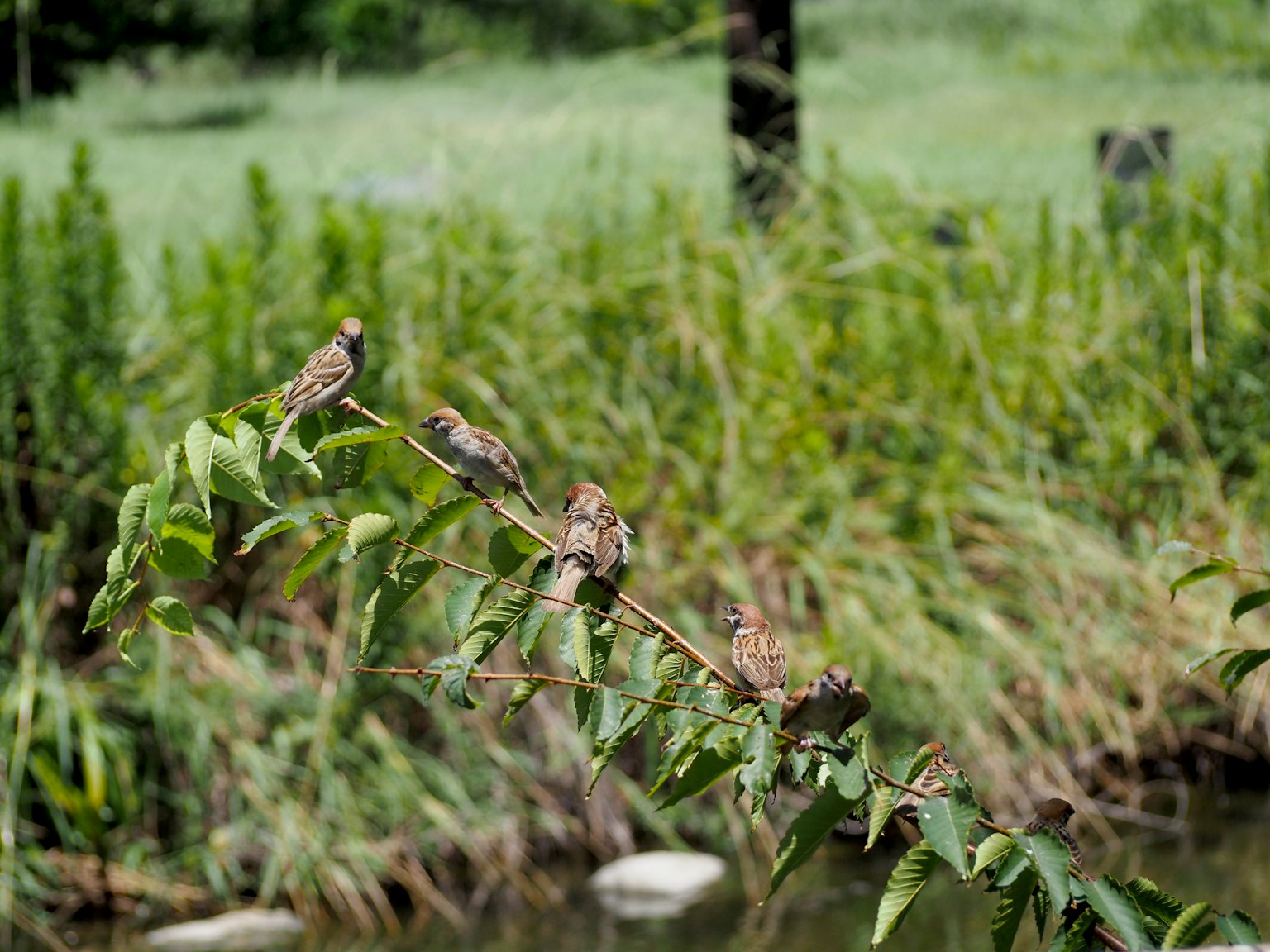 Piccoli uccelli posati su un ramo circondato da vegetazione