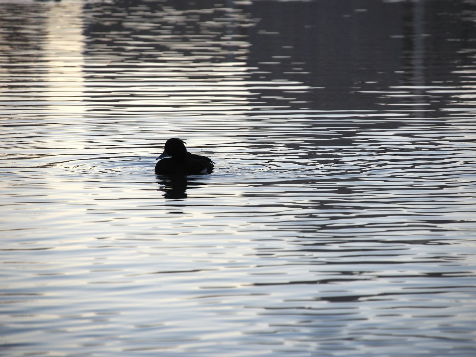Silhouette d'un canard noir flottant sur une surface d'eau calme