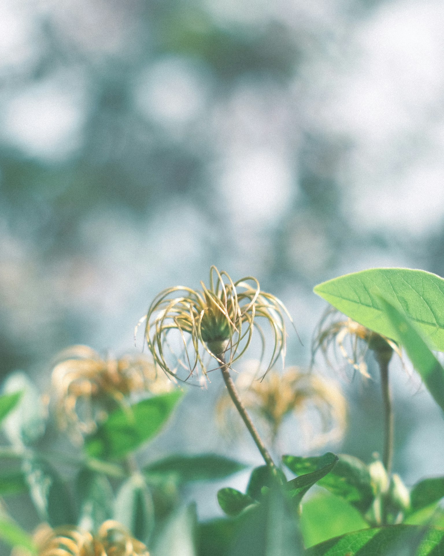 特寫植物，螺旋花朵與模糊背景
