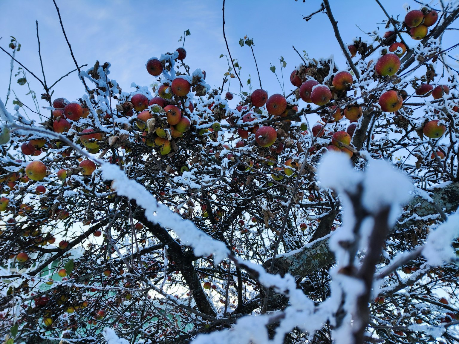 Schneebedeckte Apfelbaumzweige mit bunten Äpfeln