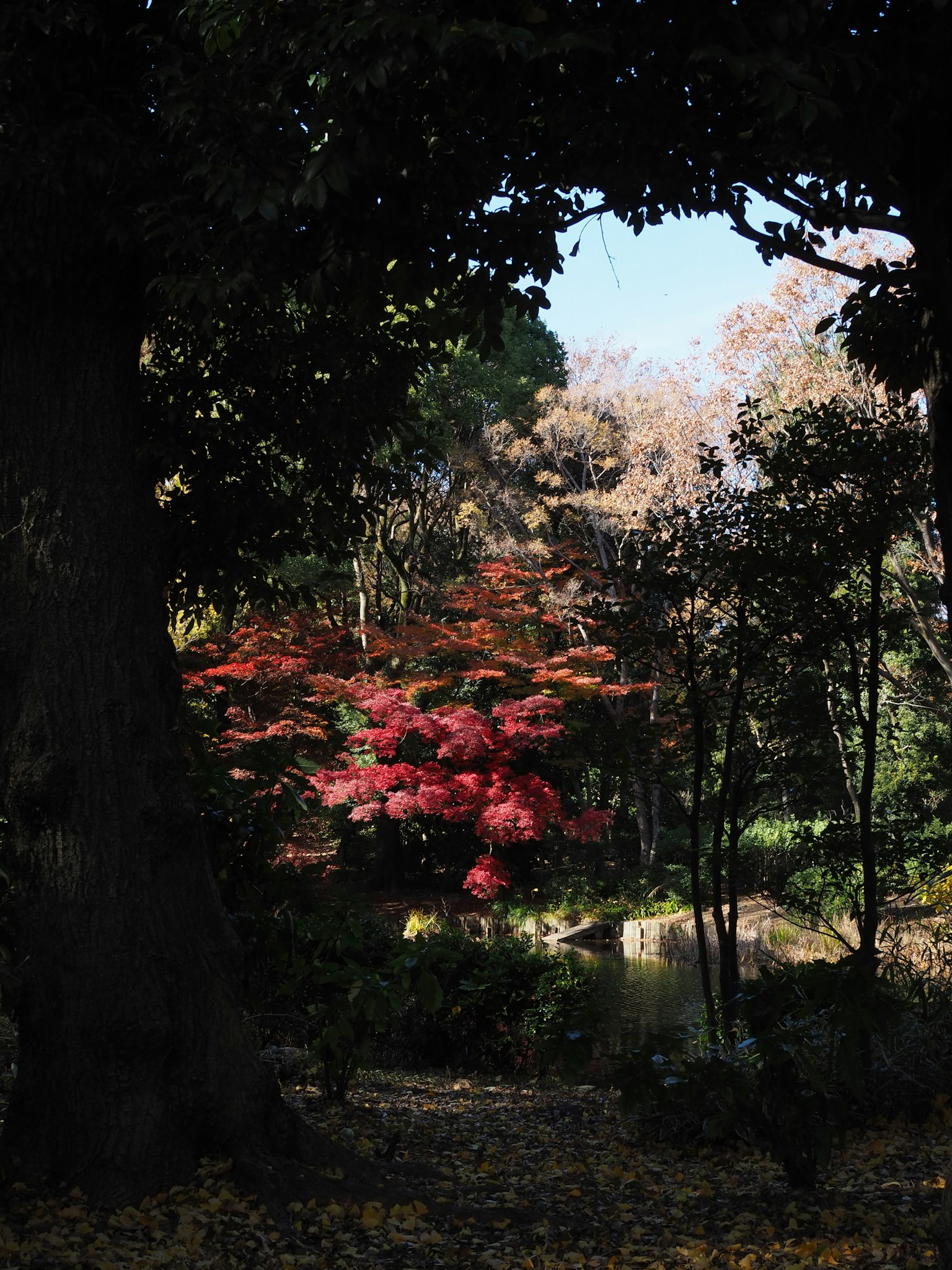 秋天公園場景，樹間可見五彩斑斕的葉子
