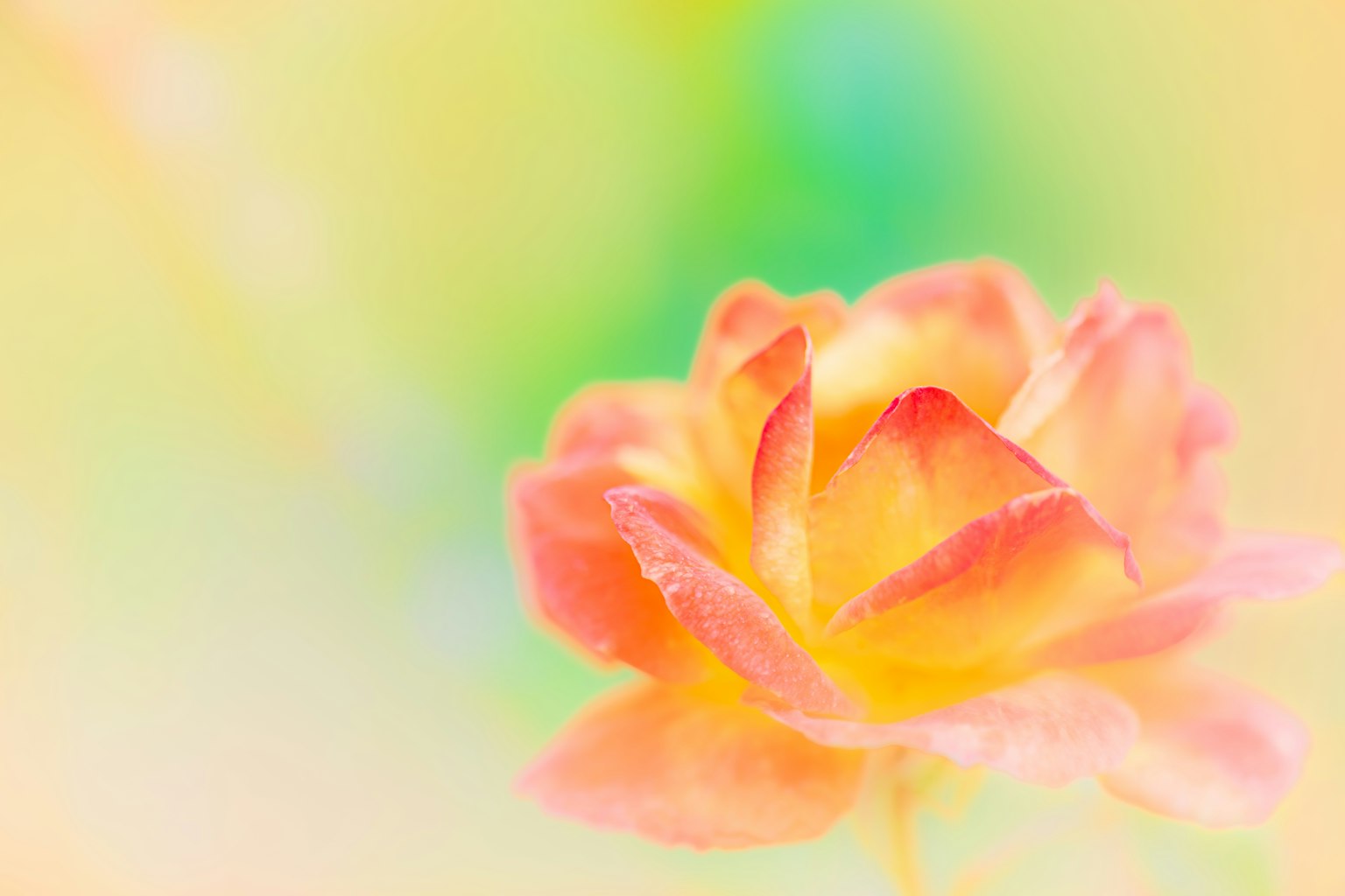 Una flor de rosa de colores suaves destaca sobre un fondo borroso
