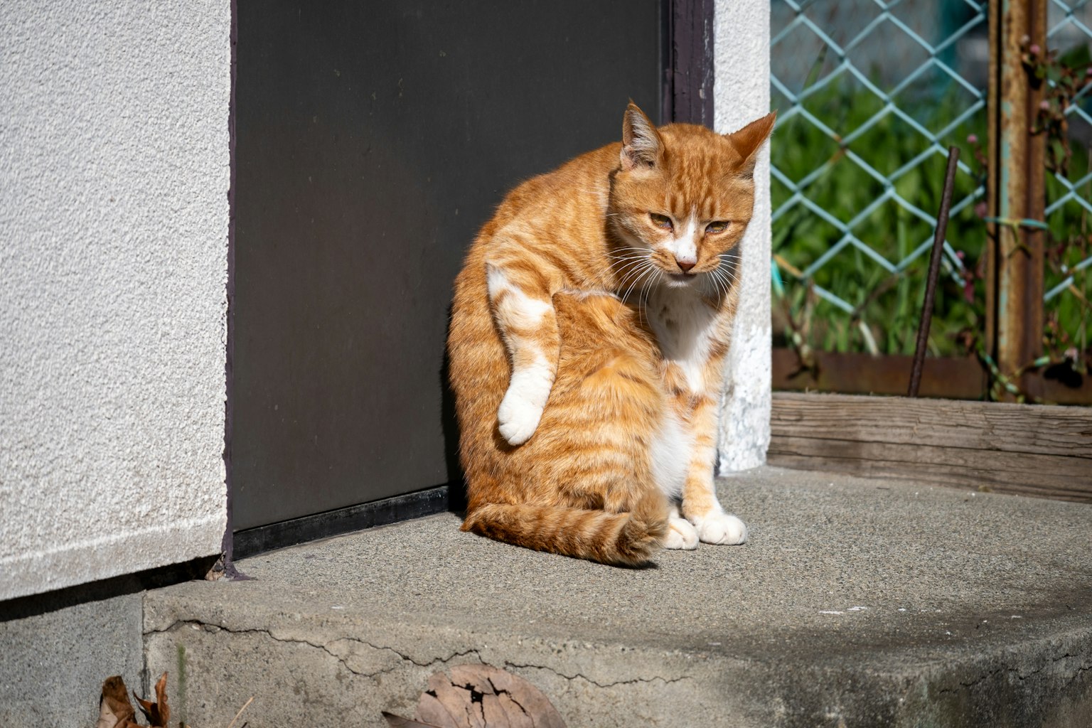 Gatto arancione seduto all'esterno su un gradino in cemento