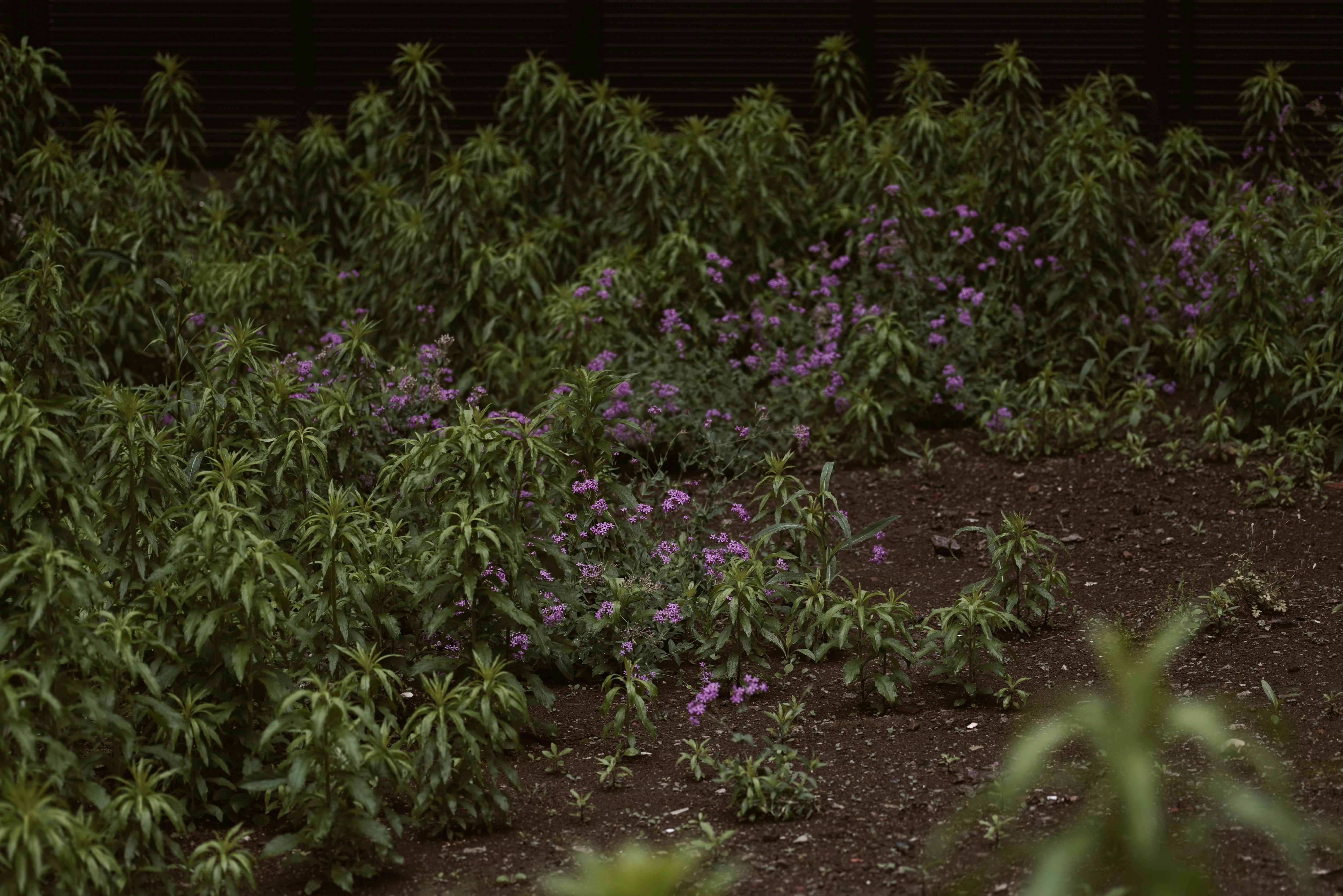 更地に力強く咲く紫の花と緑の植栽