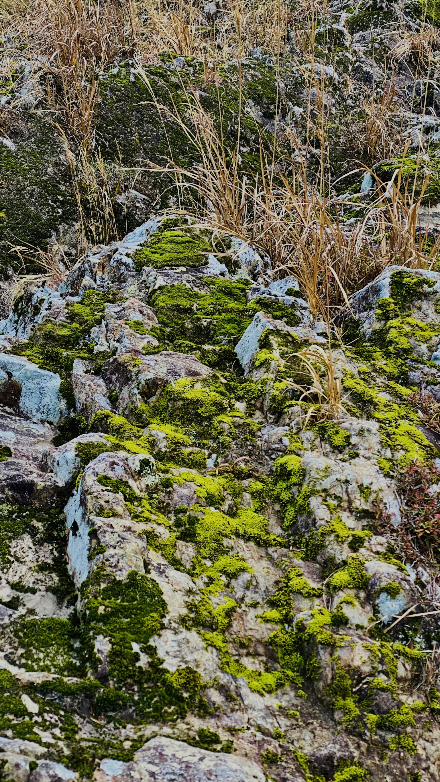 Rocas cubiertas de musgo con hierba seca en un entorno natural