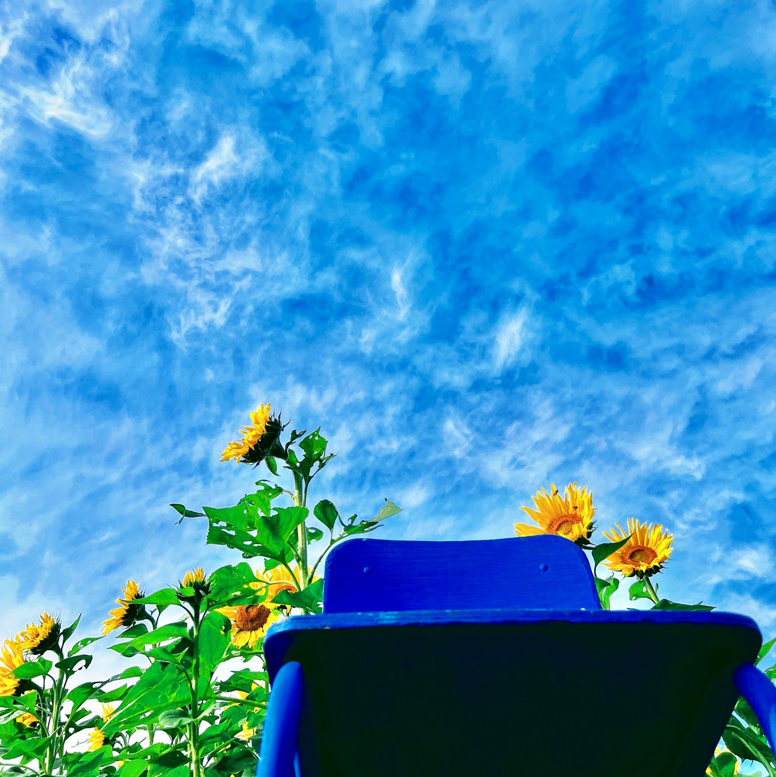 Blue chair surrounded by sunflowers under a bright blue sky