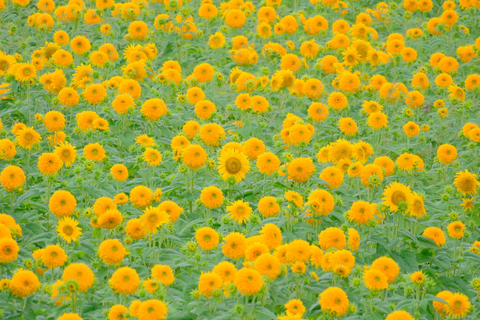 黄色い花が咲き誇る広大な花畑