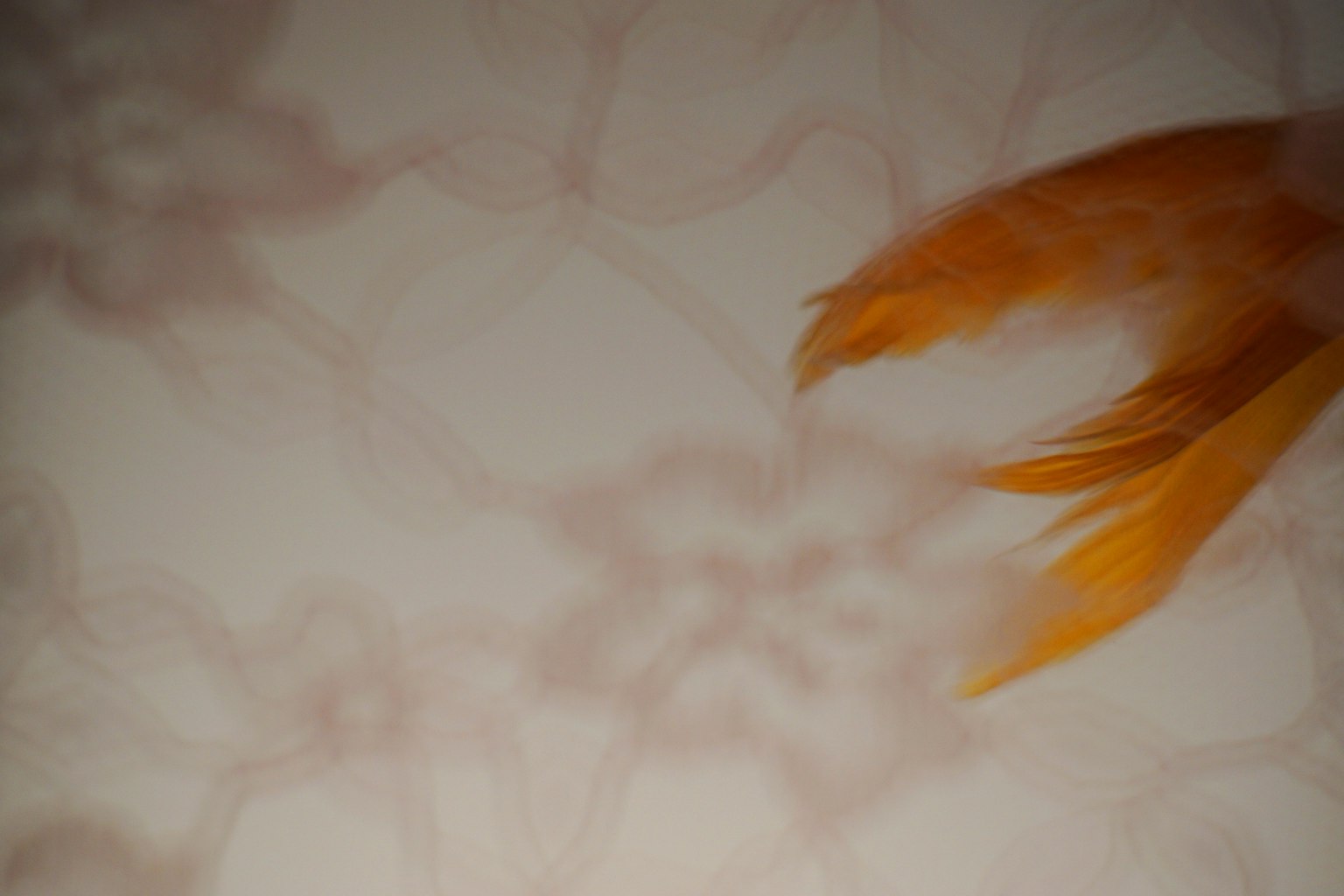 Immagine di una coda di pesce rosso arancio su uno sfondo bianco morbido