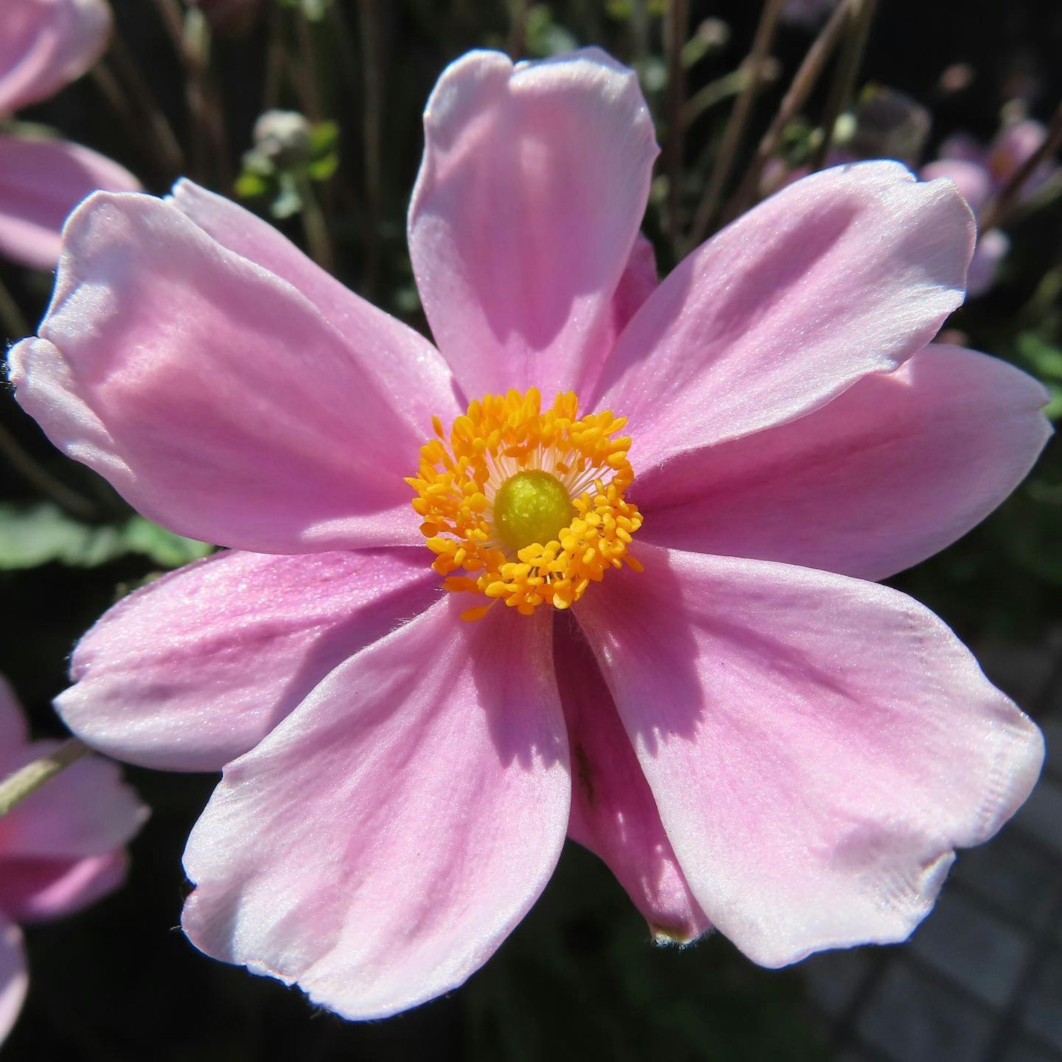 Fiore bello con petali rosa e un centro giallo