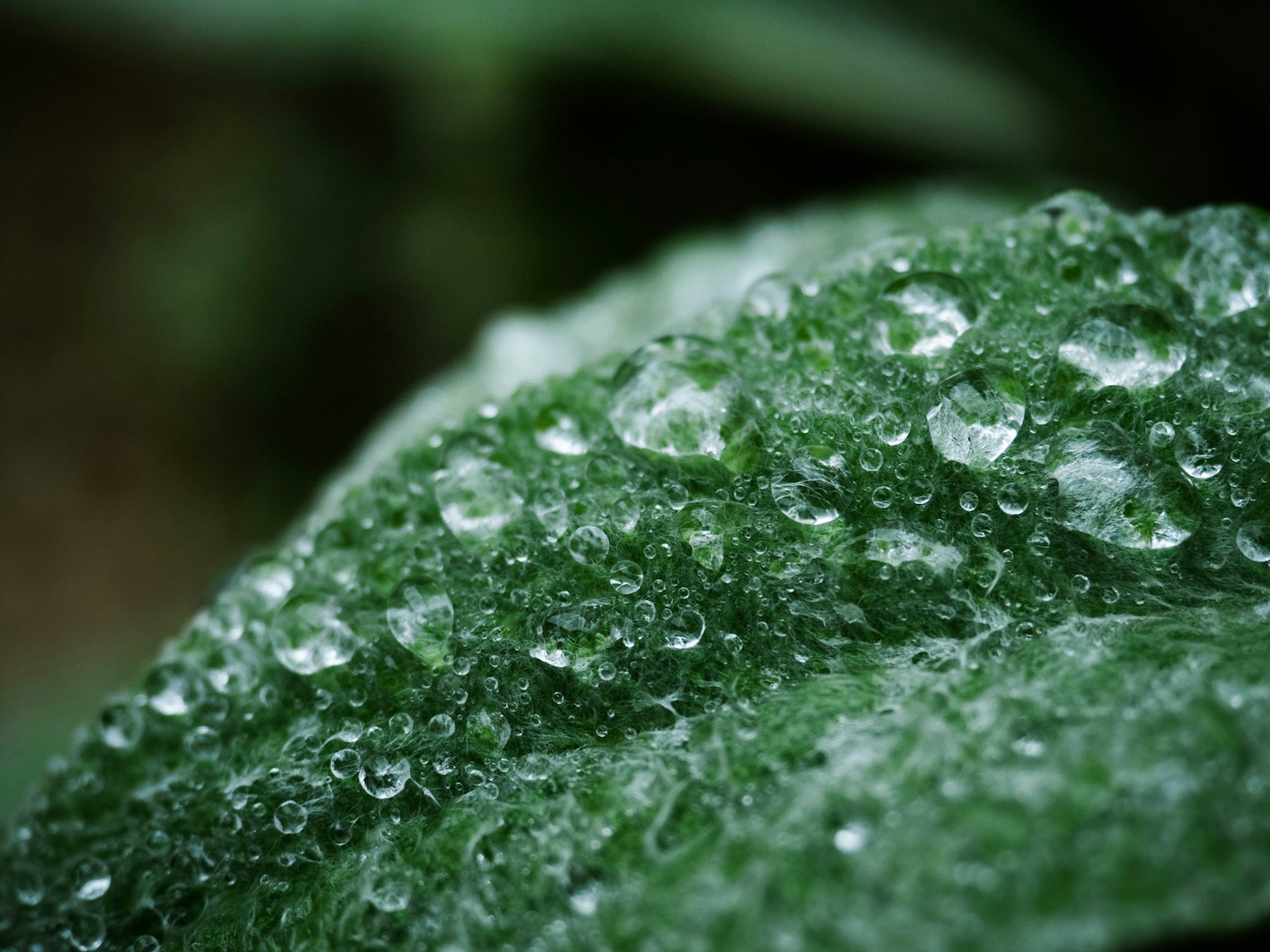 Close-up daun hijau dengan tetesan air yang berkilau