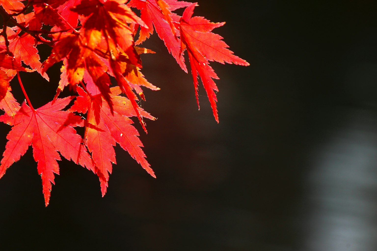 Feuilles d'érable rouges vives brillantes sur un fond sombre