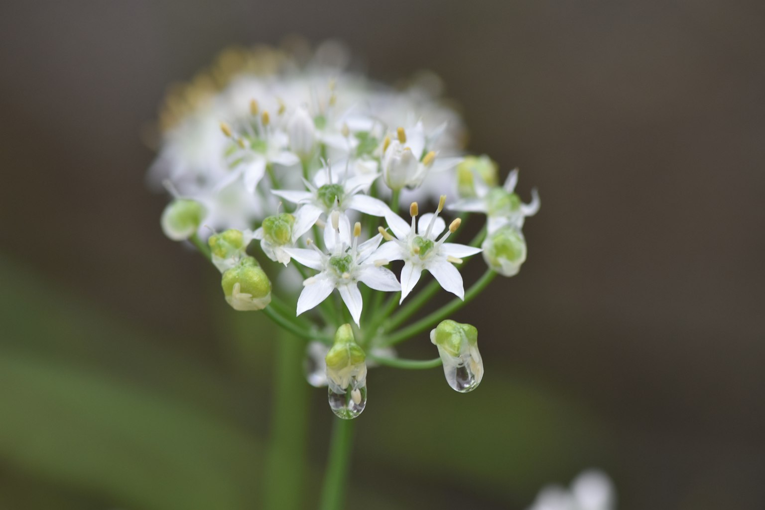Gros plan d'une plante avec des grappes de petites fleurs blanches